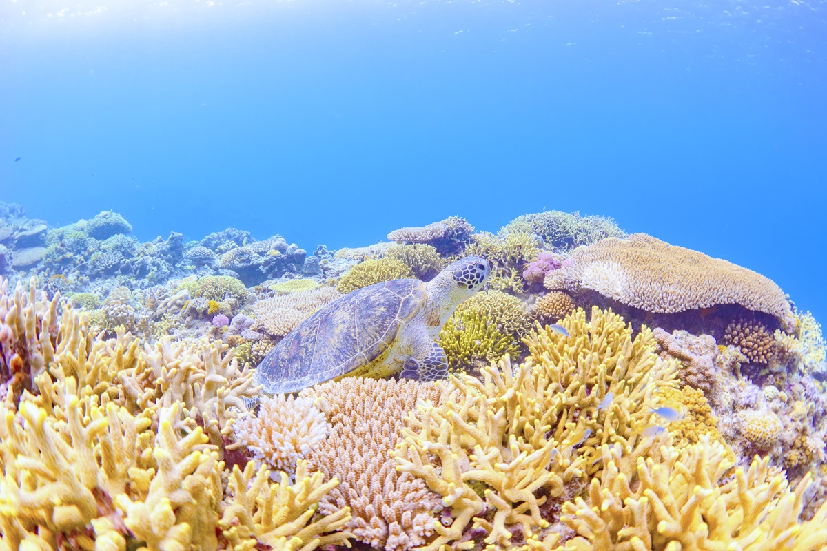 メタバース】むらい さちトークショー「FantaSea 」～メタバースのせ