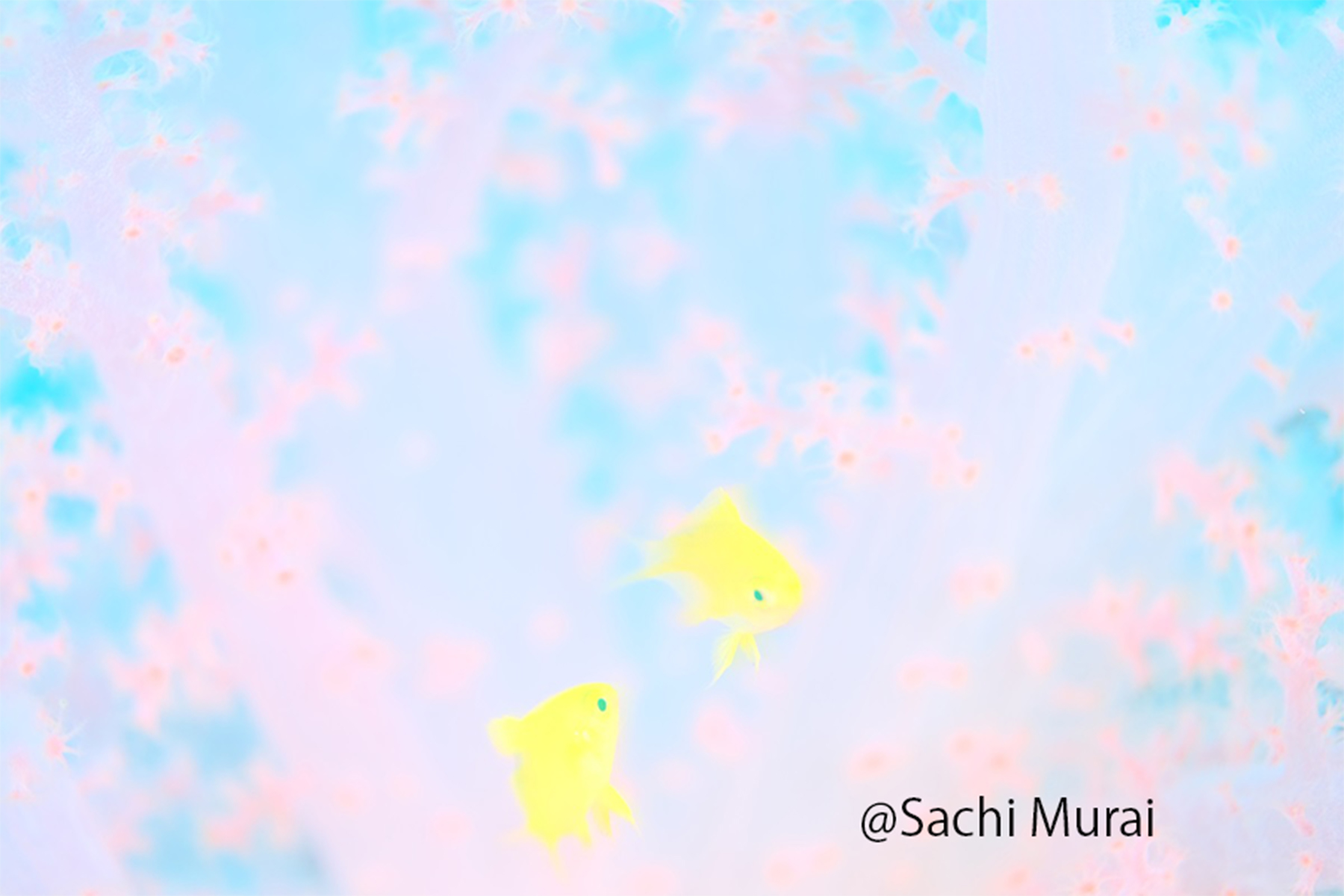 ギャラリー】むらい さち 写真展『FantaSea ~ゆるふわなうみのせかいへ