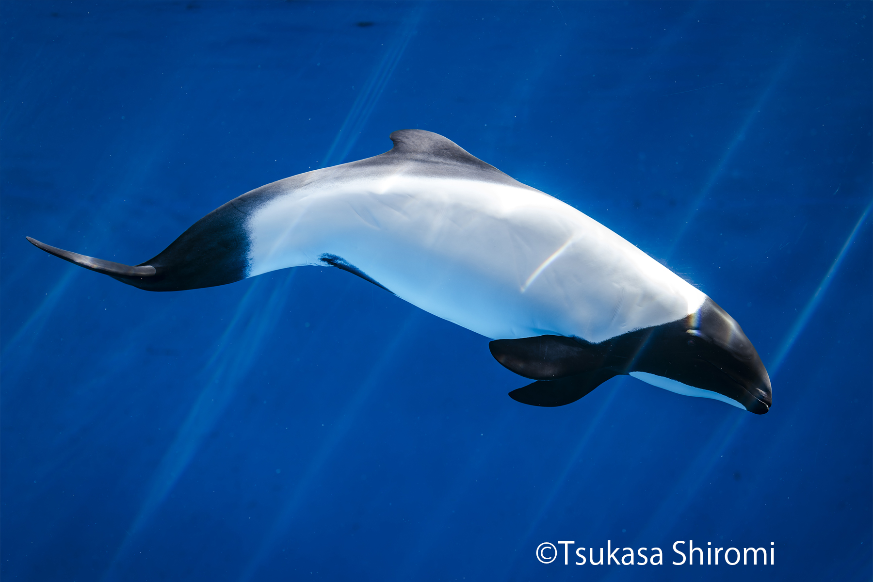 撮影会】 水族館写真家 銀鏡つかささんと 『仙台うみの杜水族館』で